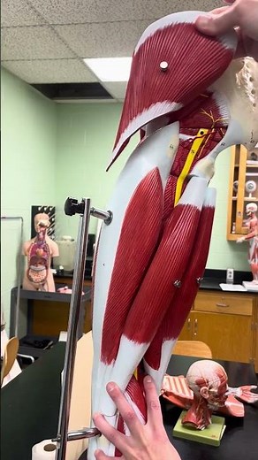 Muscles of the Posterior Thigh