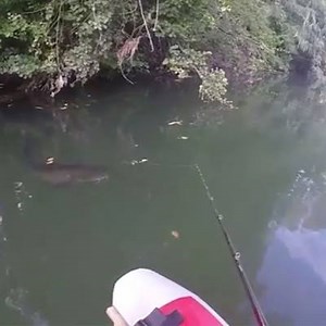 5.1M views · 62K shares | Wowowow!!!! Follow Us At Bass Dynasty For More CRAZY Fishing Videos! Bass Dynasty Bass Dynasty Bass Dynasty Bass Dynasty #Repost @seanwitnl @seanwit ・・・ Wow! Such an amazing video of a big #catfish smashing a @savage_gear_official Suïcide Duck! Caught by angler Julien Passament! Credits: Gaulapparente & @roynoom ;-) | Bass Dynasty | Facebook