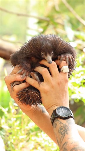 The first ever Echidna baby hatched at the Australian Reptile Park is now on display. Baby echidnas, called puggles, and are extremely rare to see in the wild. Check out the cutie 👇 | Central Coast Express Advocate