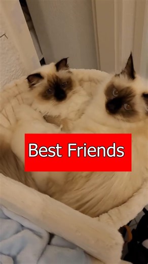 Best Friends
