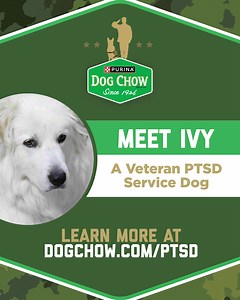 1.7K views · 550 reactions | As June is PTSD Awareness Month, we want to celebrate the visible impact that PTSD service dogs are making on the daily lives of America’s military veterans. Learn more. | Purina Dog Chow | Facebook