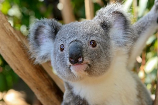 How Smart Are Koalas? Unveiling The Secrets Of Their Minds
