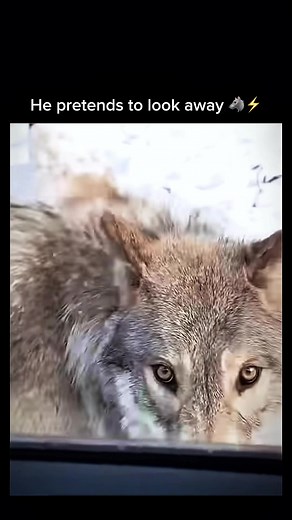 Wolf's Captivating Gaze: Nature's Wild Beauty