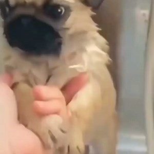 Tag a pug lover 殺 If viewing follow ❤️ credit : pugmile #pug #pugs #pugsofinstagram #puglife #puglove #pugstagram #pugsnotdrugs #pugpuppy #pugnation #pugworld #pugoftheday #puglover #puglovers #pugbasement #pugetsound #pugsofig #puggy #pugslife #pugloversclub #enhancepetdogs | Enhanced Pet Products | Facebook