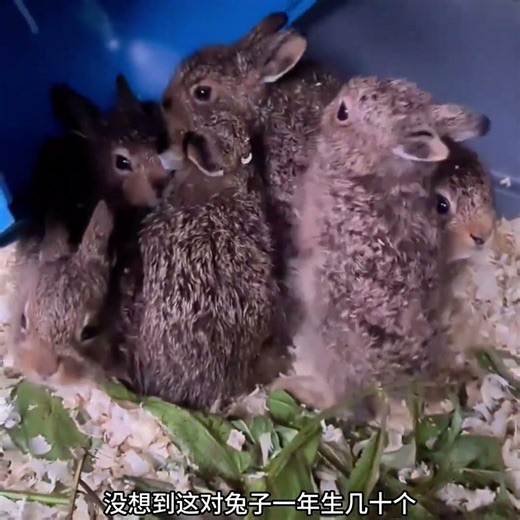 Girl tries selling the female rabbit? Male rabbit goes berserk and seeks revenge.