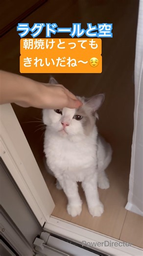 朝5時の朝焼けと猫君😊 #ねこ動画 #朝焼け #空と猫 #猫 #ネコの日常 #ねこ #猫動画 #ねこさん #ねこくん #ねこのいる暮らし #綺麗な空 #空 #猫との暮らし #ねこのいる生活 #雲