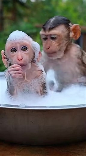 Grinning monkey😂 #monkey #ai #funnymonkey