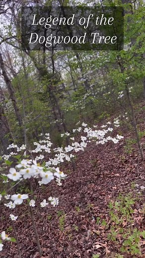 The Legend of the Dogwood Tree: Symbolism of Jesus' Crucifixion