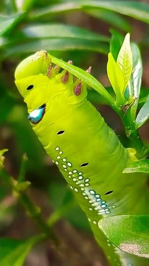 Green Caterpillar Eating Leaves Microscopic Video