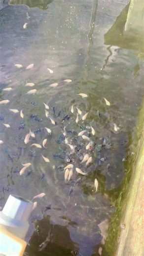 Cám cargil #longcacanhfram #longcacanh