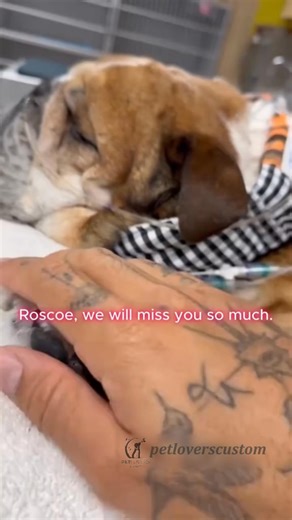 11K views · 53 reactions | Show off your fur baby in full color — up...