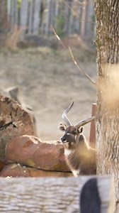 3.5K views · 286 reactions |  New Species Alert!  Meet Bamm Bamm,...