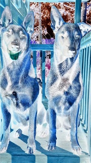 Puppies to Predators