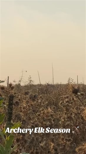 Archery Elk Season archery 🏹 | Back 30 Outfitters