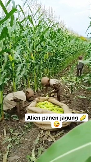 9.2K views · 96 reactions | Alien panen jagung  #reelsfyp #alienviral #horror #scary | Raudah | Facebook