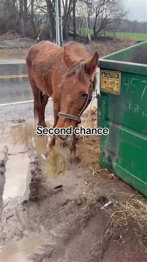 STILL SO ANGRY An Amish man and his son drove this skinny elderly chestnut horse up to the slaughter holding facility. He intended to trade her in for a younger model despite her serving them faithfully for 15 years. She looks like hell— covered in sweat from pulling a buggy too large for her with two people in it. She’s sore and her feet are overgrown and neglected. They tied her down by the dumpster and just left her there while walking around without a backward glance. She’s so hungry she’s e