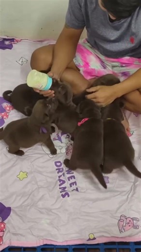 #cocoสายอม #ได้เวลากินนมเข้านอนแล้วค้าบ #หมาตลก #หมาน่ารัก #หมาแสนรู้ #ทาสหมา #labradorretriever 2