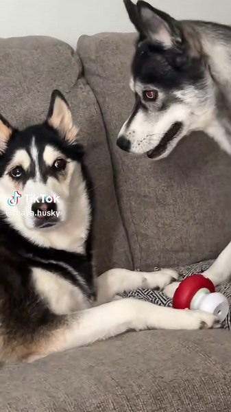 Stormy had other plans.. #husky #dogs