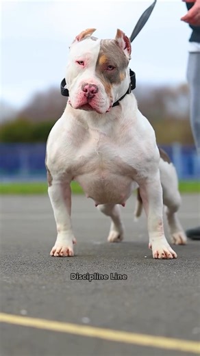 Pitbull vs African Lion #pitbull #kangal #shorts