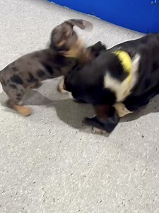 Chasin' Tails Dog Care Center on Reels