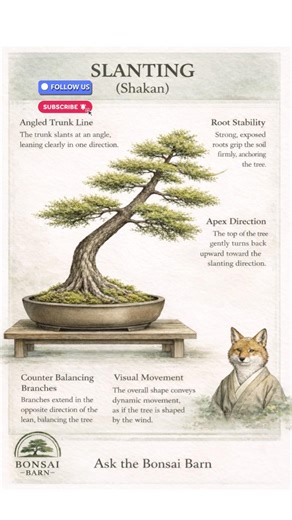 Shakan bonsai explained 🌿 Is it controlled chaos? Comment below 👇 #bonsai #shakan
