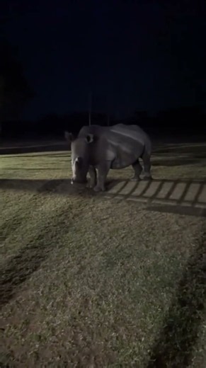 Mid-night feast right outside my bedroom window! 🪟🦏