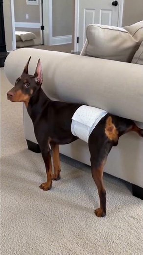 🐾 A Doberman's body grows fast. His bladder control doesn't always keep up. 📏