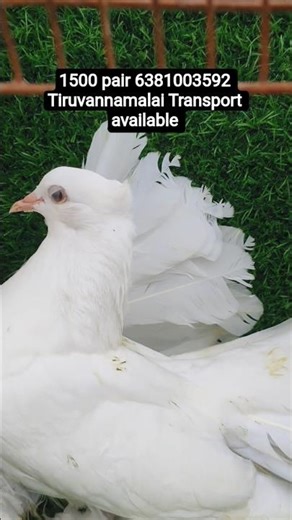 fancy pigeons sale