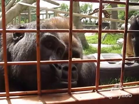Calgary Zoo 'gentle giant' gorilla Kakinga dies
