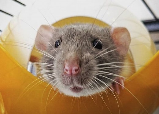 Top 550  Best Names for Pet Rats - The Ultimate Rat Name List