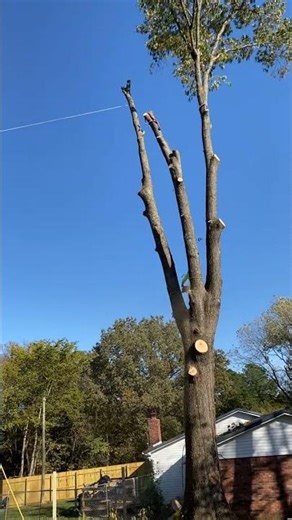 Cleveland TX's Best Tree Removal Service