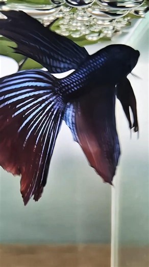 ปลากัดป่าใต้ฮาล์ฟมูนกับหวอดสวย #bettafish #ปลากัดไทย # #ปลากัดสวยงาม