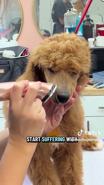 Puppy Grooming: Gentle, Firm Stretch for Smooth, Safe Shave