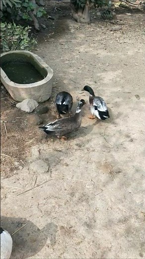 Indian runner duck farming in village #duckfarmer #bird #duckfarm #duck #ducklife #whattheduck