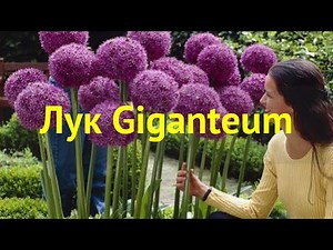Лук декоративный Гигантский. Краткий обзор, описание характеристик allium Giganteum