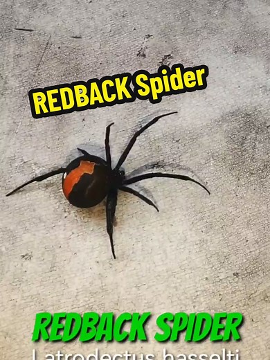 Understanding the Redback Spider: Facts and Dangers