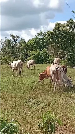 Do you like the cow 🐄🎯