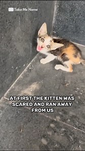 This kitty is so playful! 😺🐾 #cat #catlovers #rescuecats | People love animals