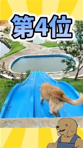 Surprisingly Good Swimmers! 5 Dog Breeds That Love the Water #shorts