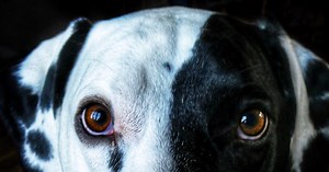 Why Does My Dog Stare and Look Into My Eyes?