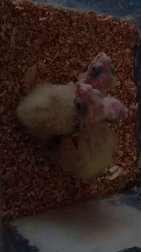 3 of our youngest baby cockatiels being hand raised at the moment 🫶 We have another 2 that are almost ready for their new homes 🤍 Caiden would have been hand raising them if he was still here 😢🪽🌈 | Caiden's Bird Haven