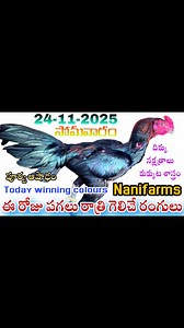 24 November 2025 today winning colours #nanifarms #colorupdate #kukkutasastram #kollapempakam #telugu #nani | Nani farms