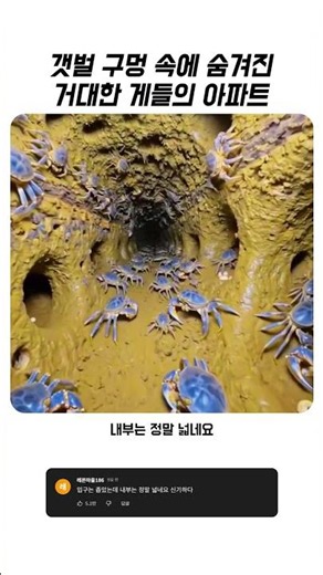 갯벌 생태계의 비밀, 게 굴 속에 숨겨진 거대 지하 도시 미로