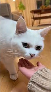 Giving a baby to a cat. Doing one good deed a day brings 30 million merits. All things have spir