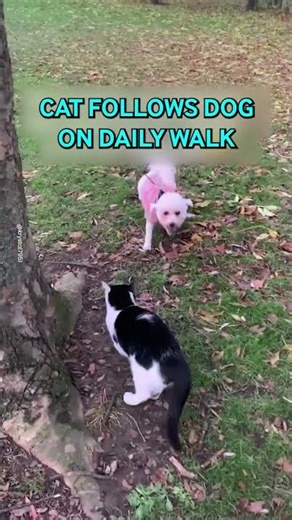Cat Follows Dog On His Daily Walk 🤣