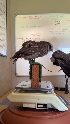 #rehab#rescue#raptor#birdsofprey#volunteer