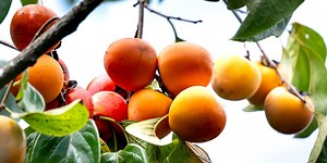 Widest Selection of Fruit Trees for Sale in Frisco, TX