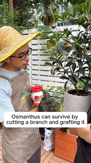 Propagating Cassia Flowers is Easy #gardenlove #gardendesign #gardenersofinstagram #gardenersworld #garden_styles | Veget Garden