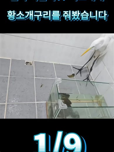 백로에게 황소개구리 먹이기