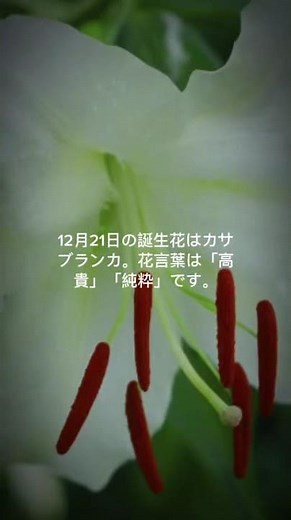 12月21日の誕生花はカサブランカ。花言葉は「高貴」「純粋」です。 #花言葉 #おうちカフェ #花 #ありがとう #ランチ #1k #占い #神奈川県 #グルメ好き #100k
